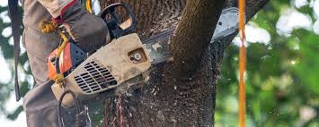 Abernathy, TX Tree Services Company